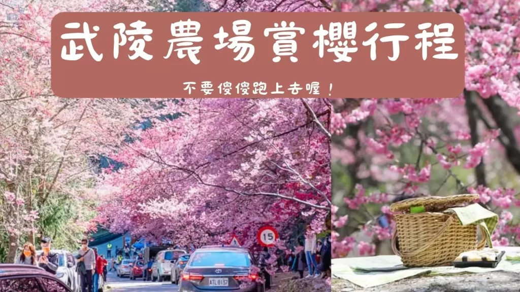 武陵農場櫻花季