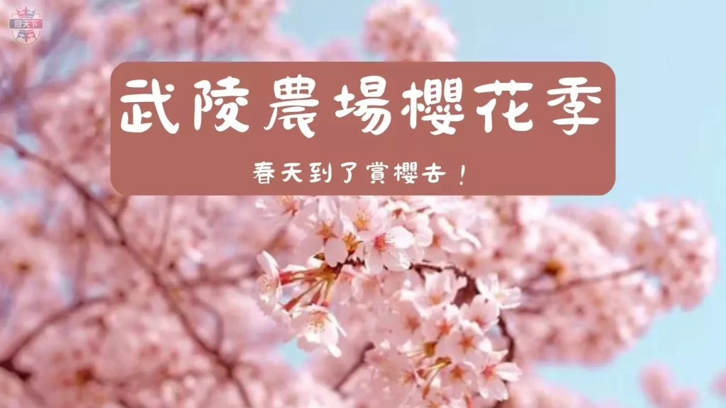 武陵農場櫻花季